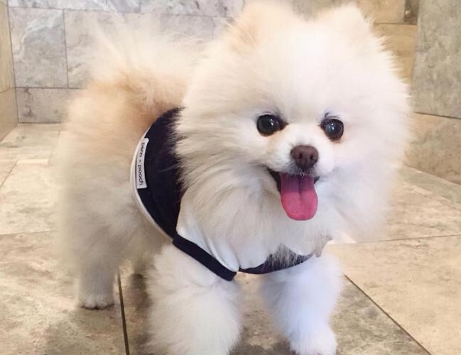 小型犬托运